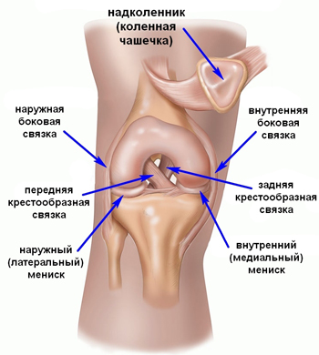 Изображение - Пластика коленного сустава plastika-krestoobraznoy-svyazki